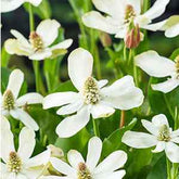 Kalifornische Anemopsis - Anemopsis californica - Willemse