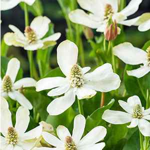Kalifornische Anemopsis - Anemopsis californica - Willemse