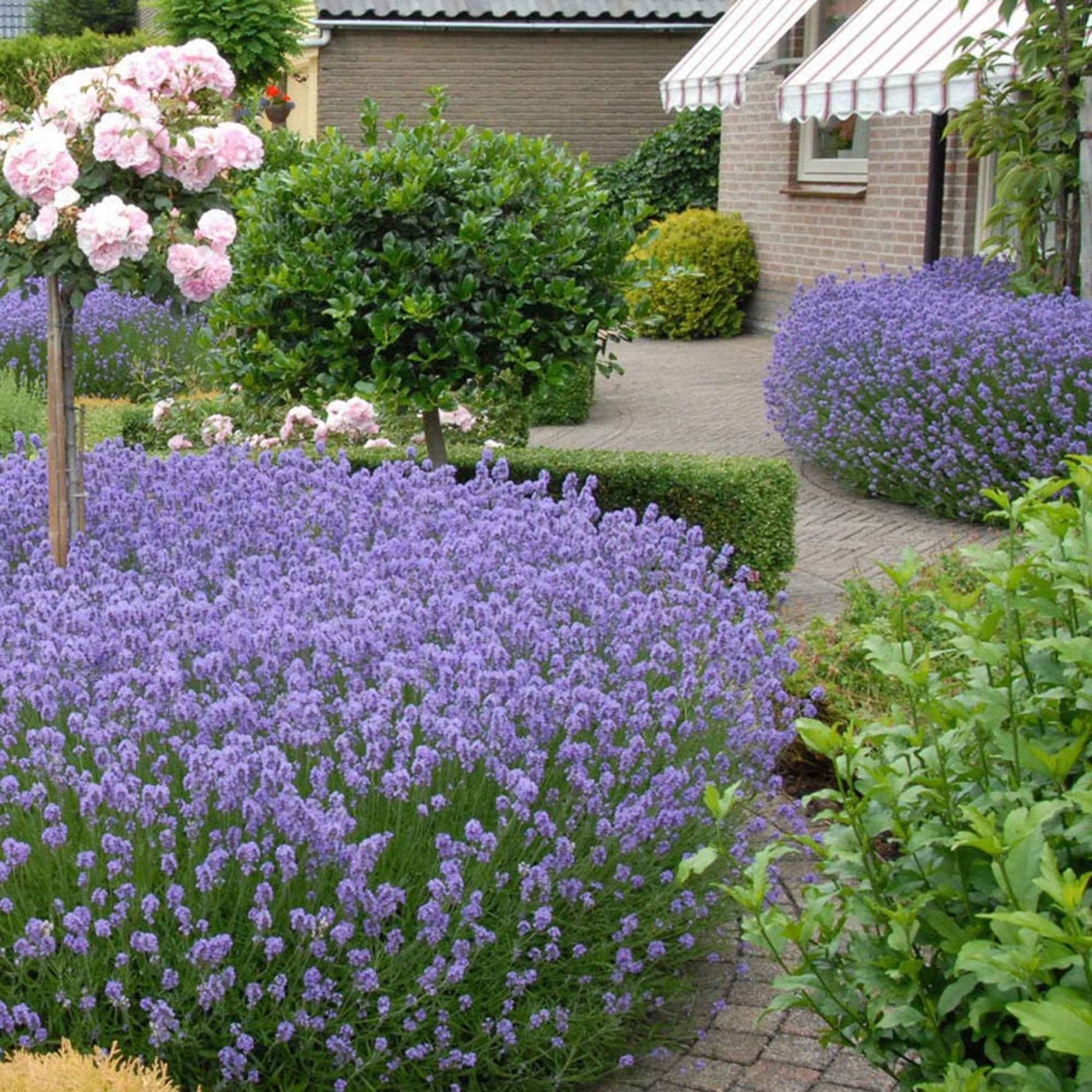 Echter Lavendel 'Hidcote' - Willemse