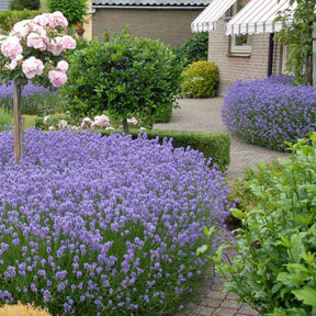 Echter Lavendel 'Hidcote' - Willemse