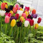 Langstielige Tulpen Mischung - Willemse