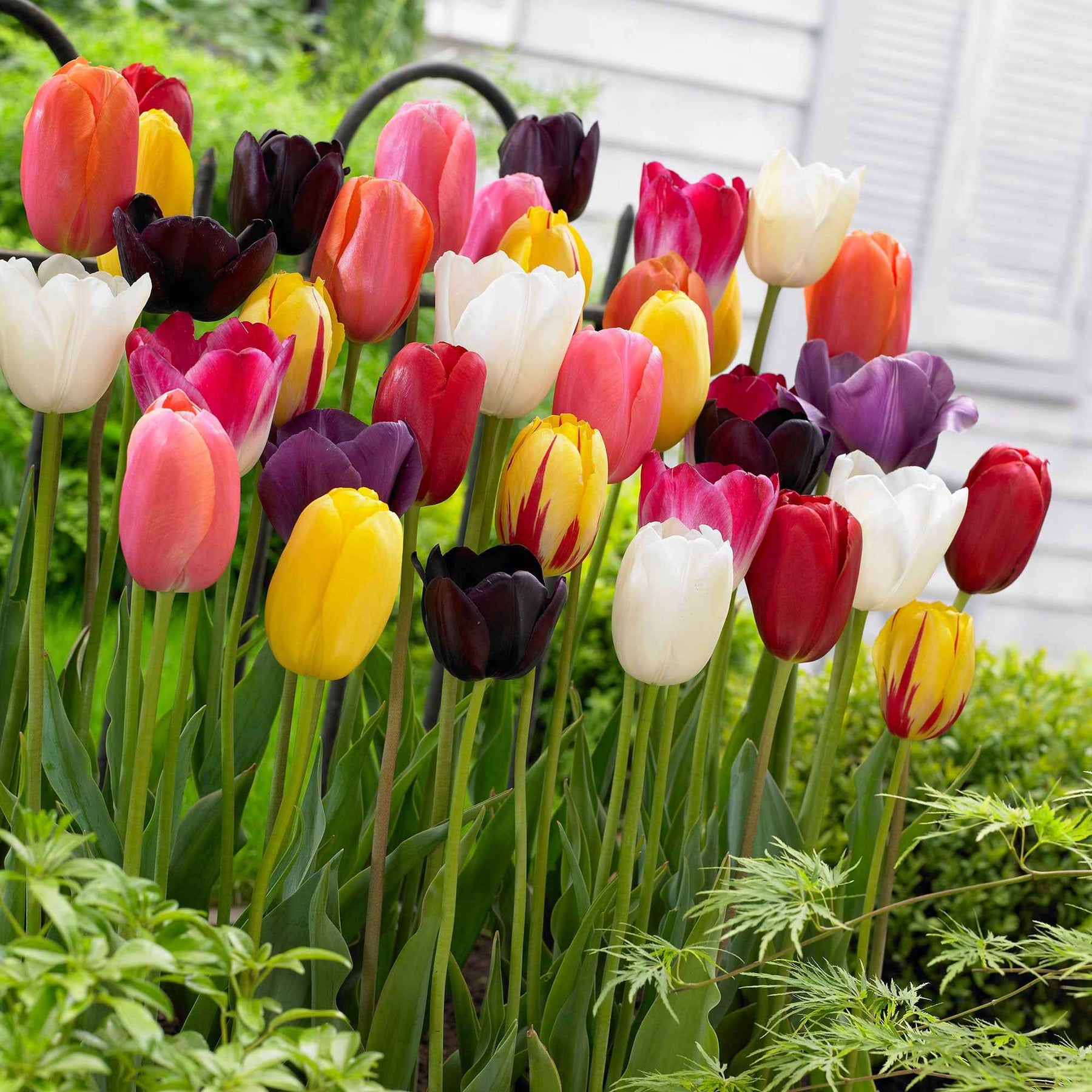 Tulpen Mischung '60 days of Tulips' (x30) - Tulipa - Willemse