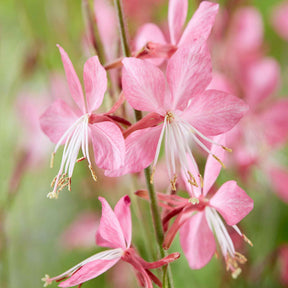 Lindheimers Prachtkerze 'Siskiyou Pink' - Gaura lindheimeri siskiyou pink - Willemse