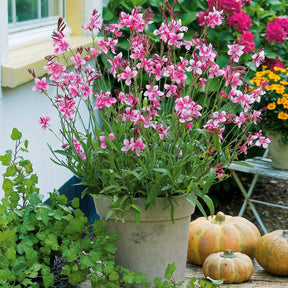 Lindheimers Prachtkerze 'Siskiyou Pink' - Gaura lindheimeri siskiyou pink