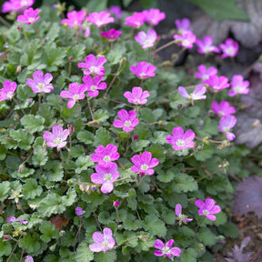 Erodium variabile Bishop's Form - Reiherschnabel 'Bishop's Form' - Stauden