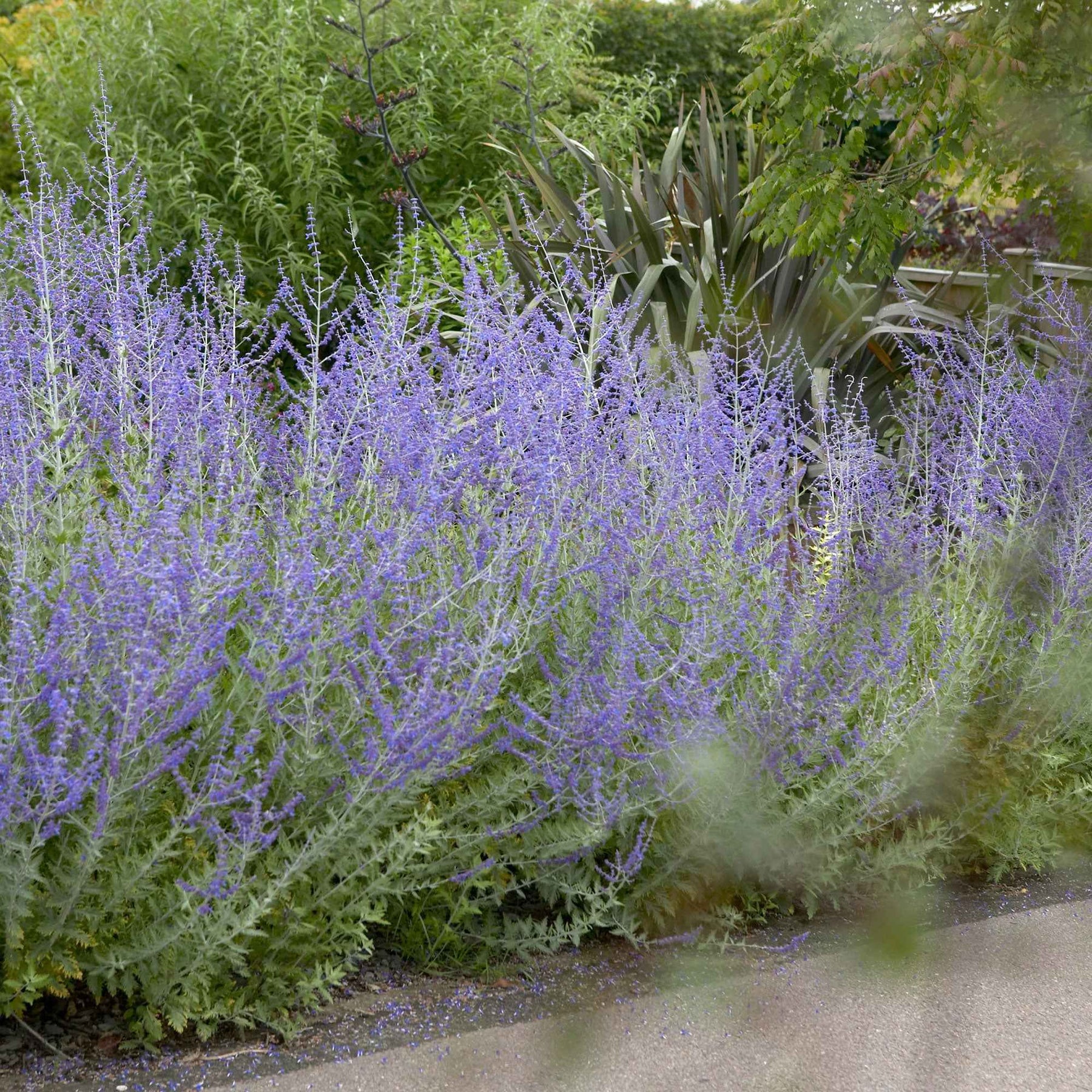Salbei - Blauraute 'Blue Spire' - Perovskia atriplicifolia blue spire