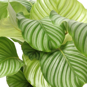 Calathea orbifolia - Calathea orbifolia - Calathea