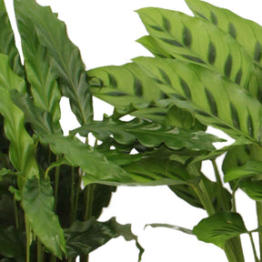 Calathea 'eldergrass', 'blue grass', 'leopardina', 'mauiqueen' - Calathea Mischung (x4) - Zimmerpflanzen mit Übertopf