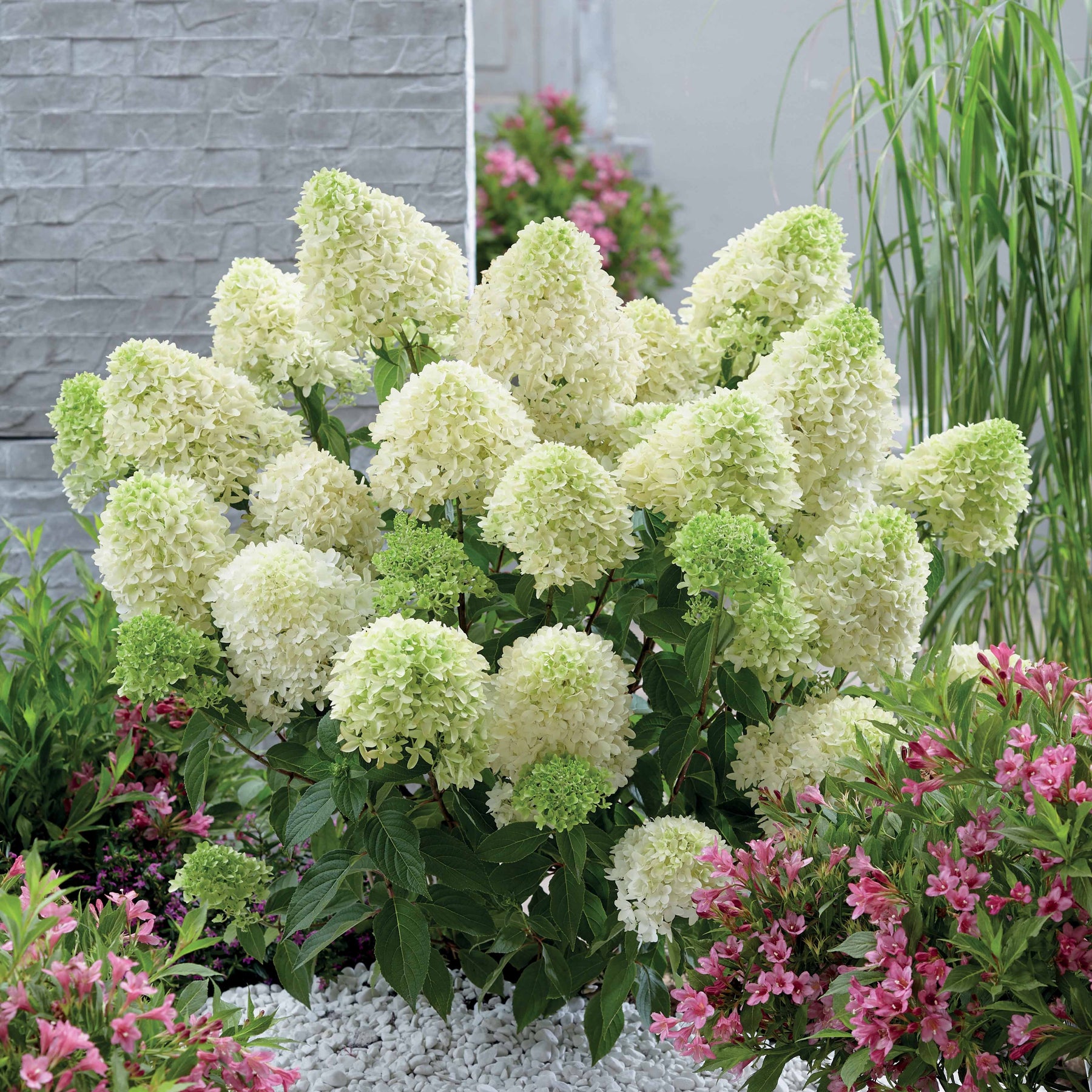 Rispenhortensie 'Skyfall' - Willemse