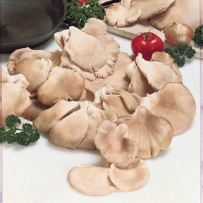 Zuchtset grauer Austernpilz - Pleurotus ostreatus - Willemse