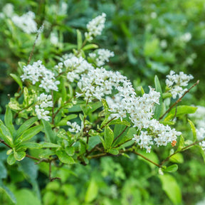 Kalifornischer Liguster - Ligustrum ovalifolium - Willemse