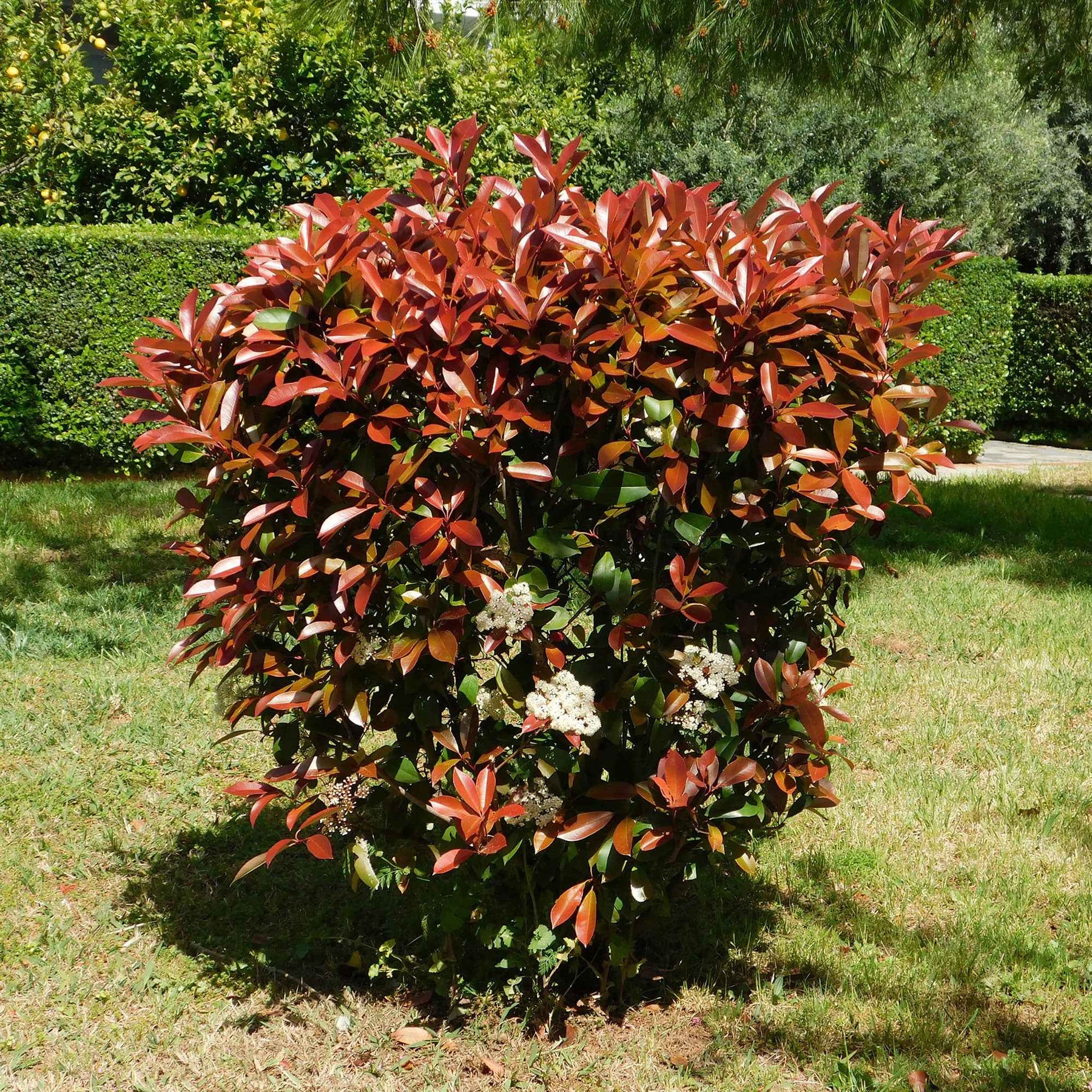 Verkauf Glanzmispel 'Red Robin' (x3) - Photinia fraseri Red Robin