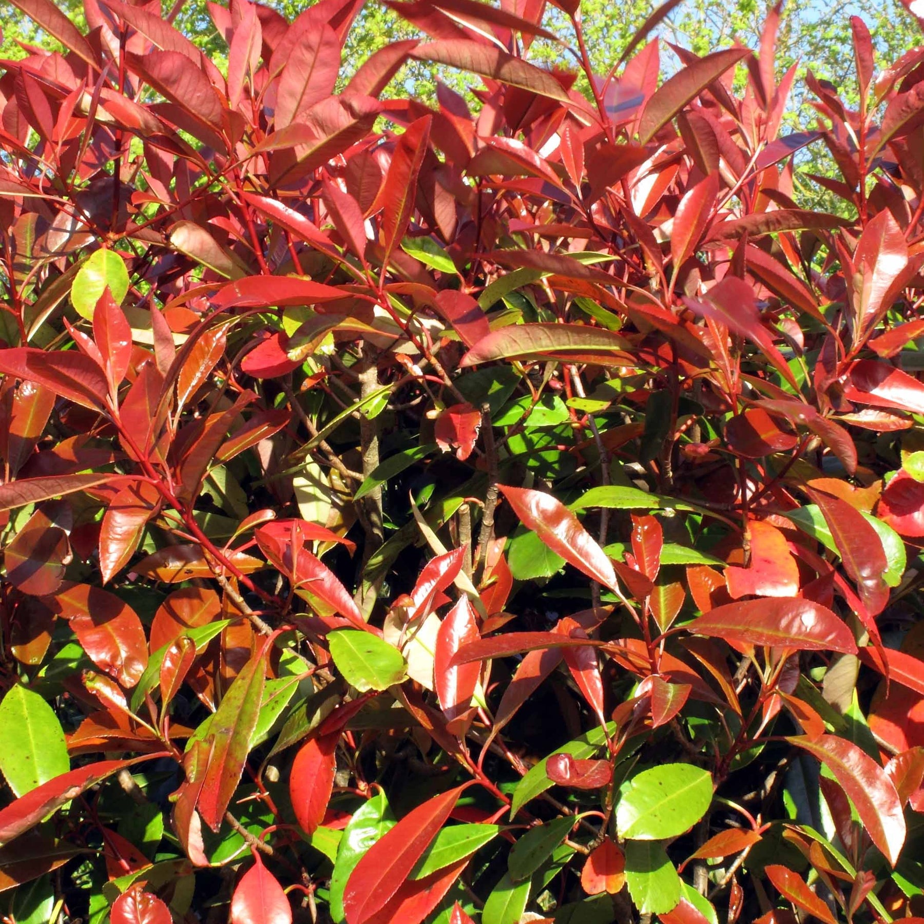 Glanzmispel 'Red Robin' (x3) - Photinia fraseri Red Robin - Willemse