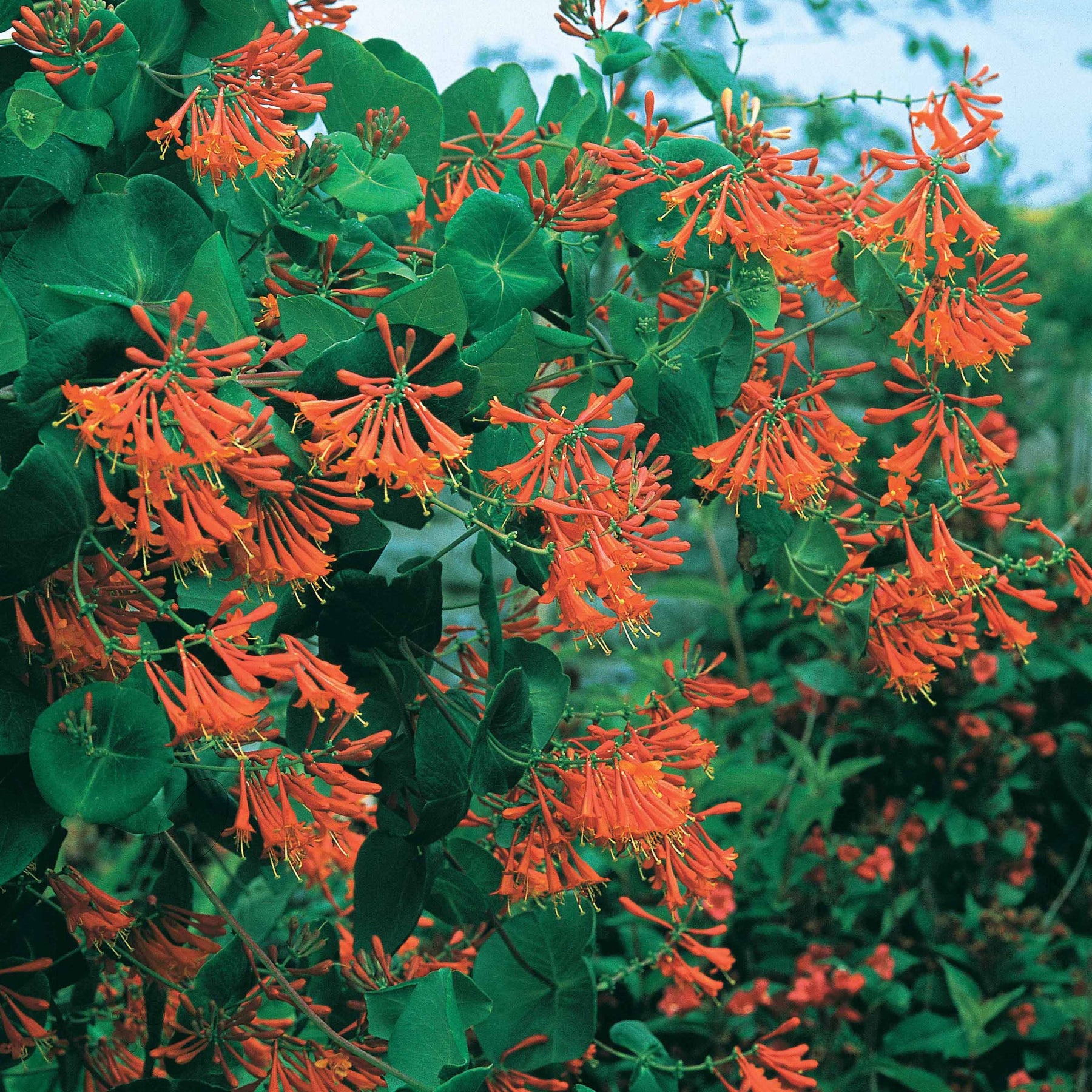 Lonicera 'Dropmore Scarlet' - Lonicera brownii Dropmore Scarlet - Willemse