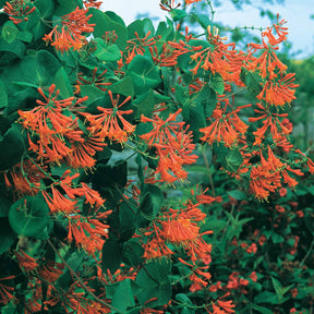Lonicera 'Dropmore Scarlet' - Lonicera brownii Dropmore Scarlet - Willemse