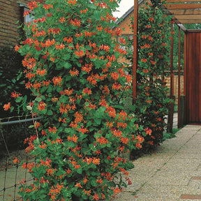 Verkauf Lonicera 'Dropmore Scarlet' - Lonicera brownii Dropmore Scarlet
