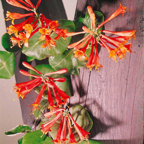 Lonicera brownii Dropmore Scarlet - Lonicera 'Dropmore Scarlet' - Kletterheckenblüten