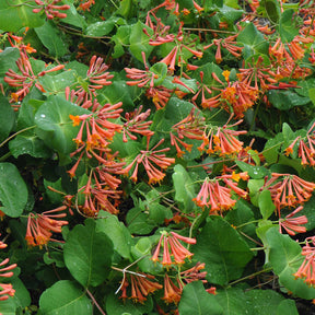 Lonicera 'Dropmore Scarlet' - Willemse