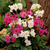Gartengloxinie Mischung (x4) - Incarvillea delavayi - Stauden