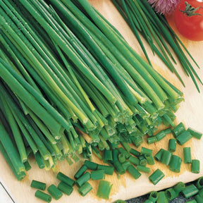 Verkauf Schnittlauch - Allium schoenoprasum