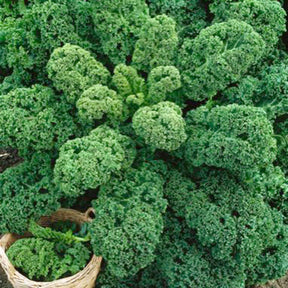 Brassica oleracea sabauda Westlandse Herfst Kale - Wirsing ‚Westlandse Herbst‘ - Samen für Kohl
