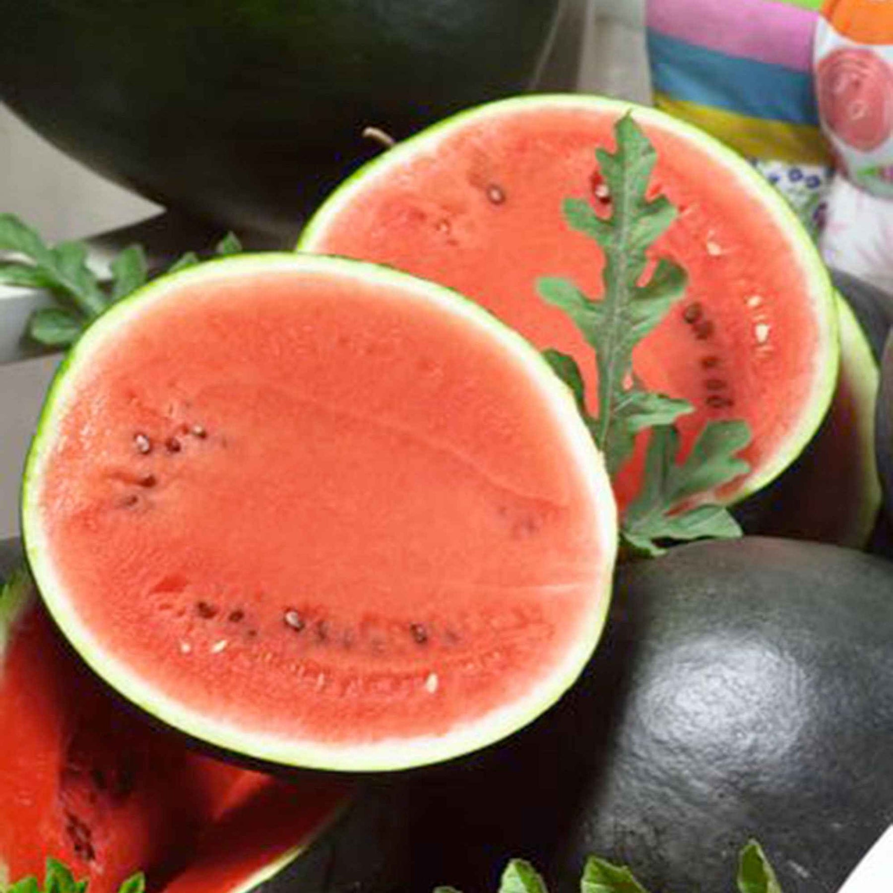 Wassermelone Citrullus 'Sugar Baby' - Willemse