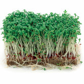 Großblättrige Gartenkresse - Lepidium sativum