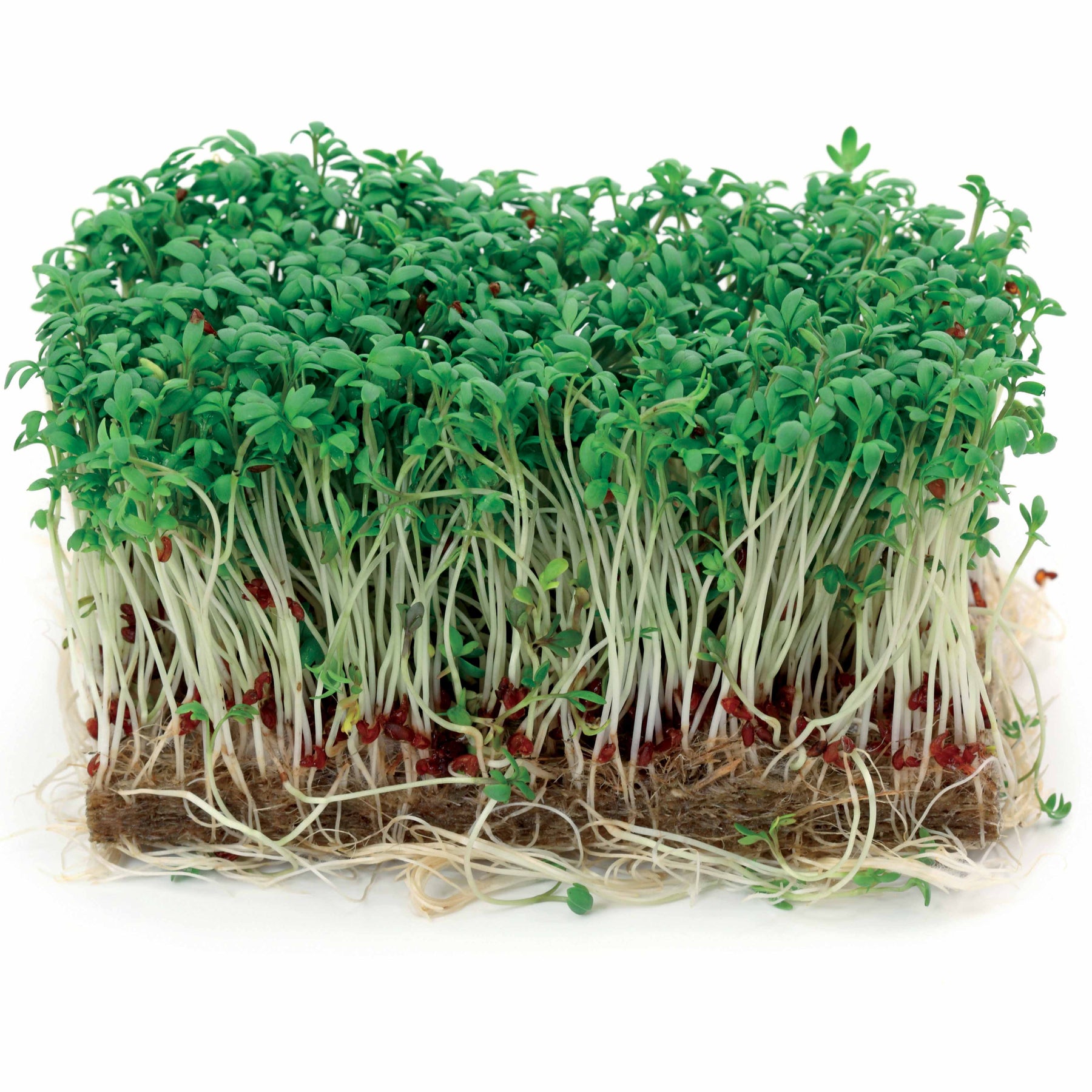 Großblättrige Gartenkresse - Lepidium sativum