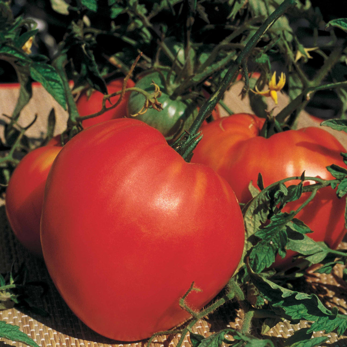 Fleischtomate 'Coeur de Boeuf' - Willemse