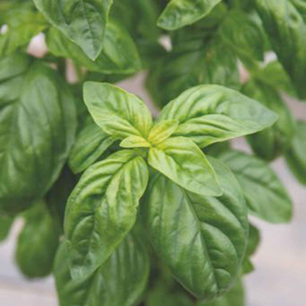 Ocimum basilicum genovese - Basilikum 'Genovese' Bio - Bio-Kräuter
