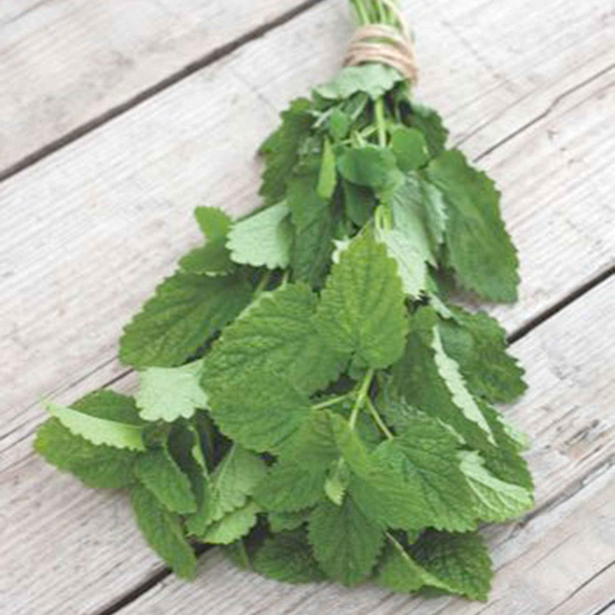 Zitronenmelisse Melissa officinalis - Willemse