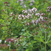 Oregano Bio - Willemse