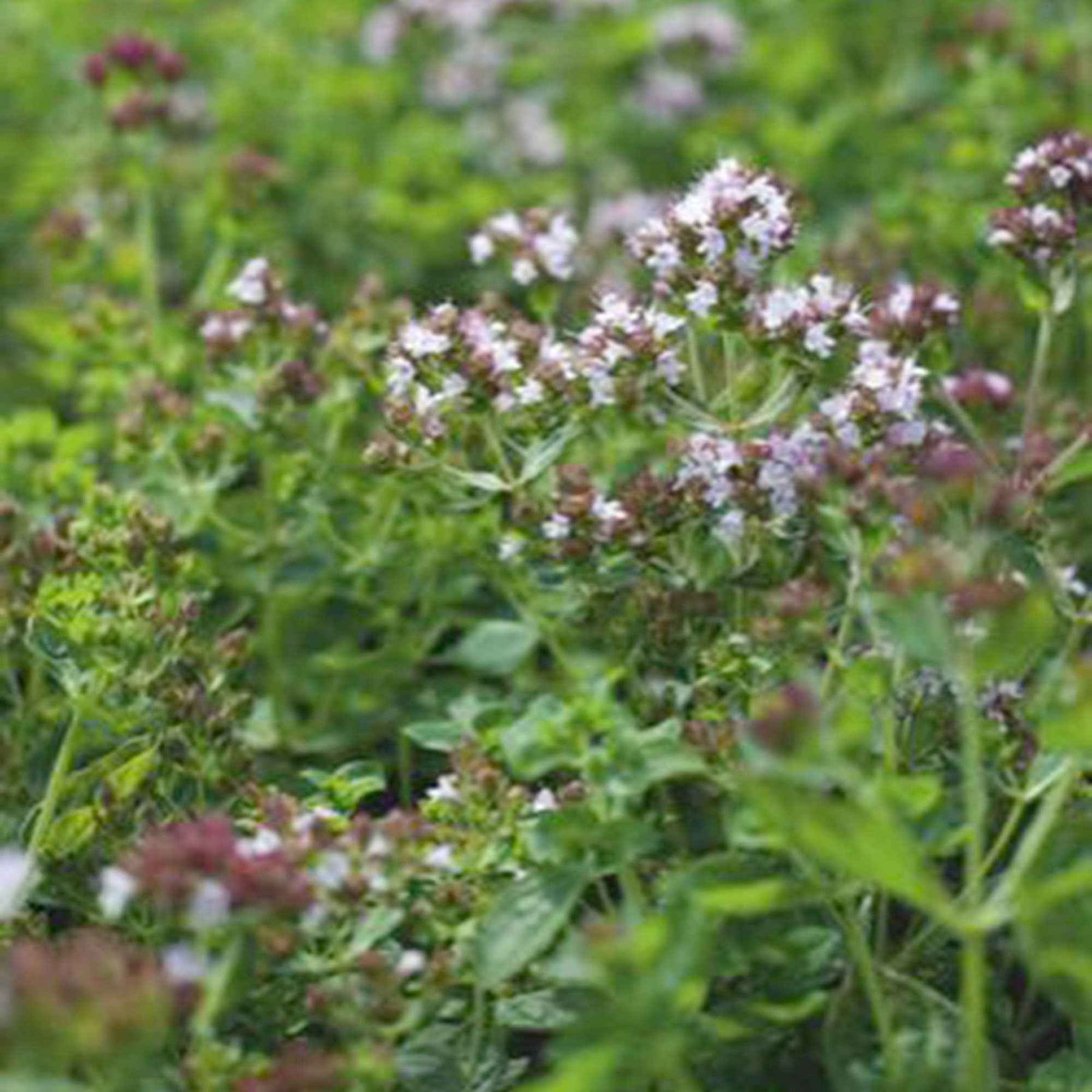 Majoran Origanum vulgare - Willemse