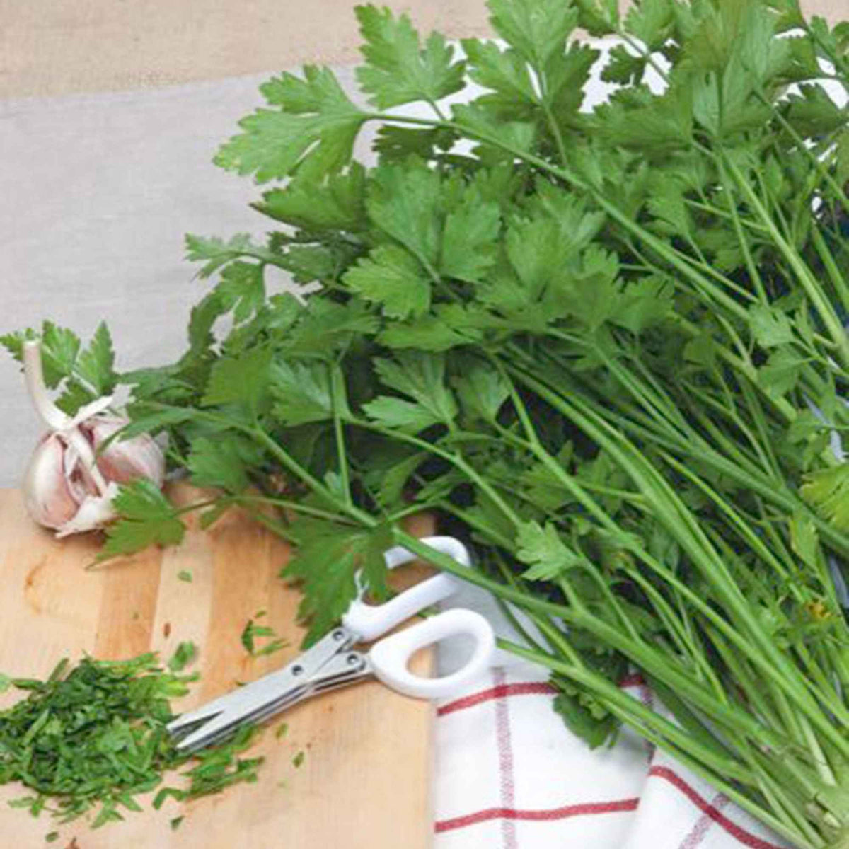 Petersilie ‘Gigante d’Italia’ - Willemse