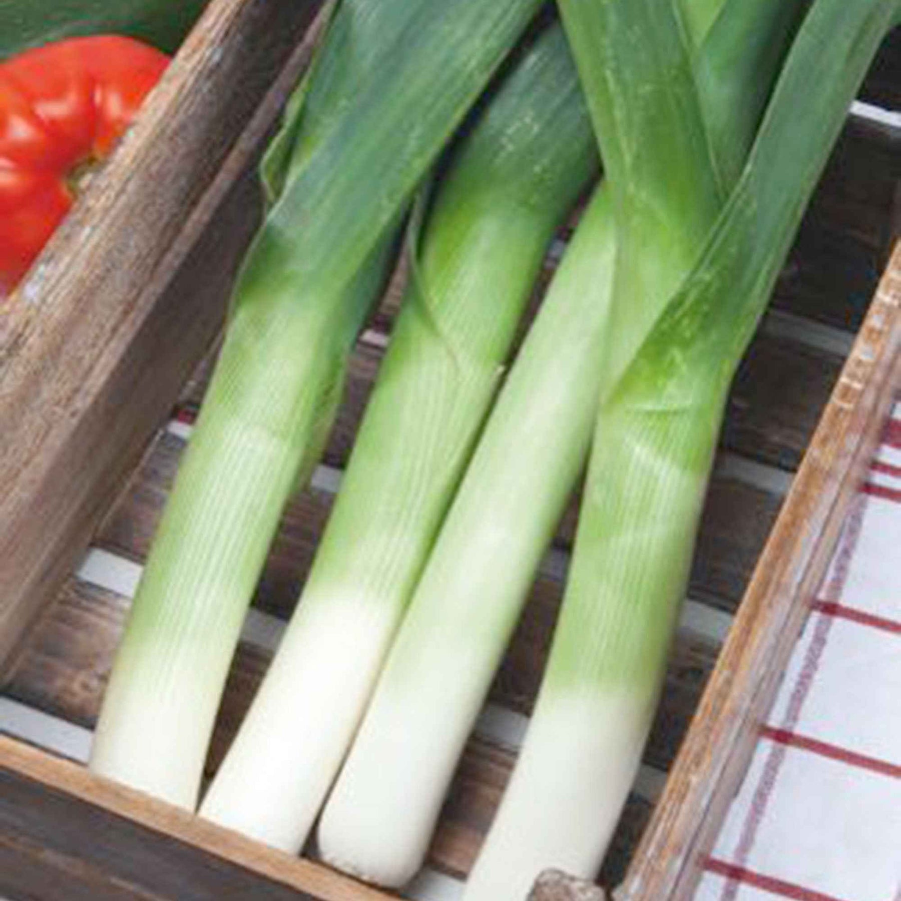 Allium porrum monstrueux de carentan 2 (30 g) - Porree 'Monstrueux de Carentan 2' - Samen für Obst und Gemüse