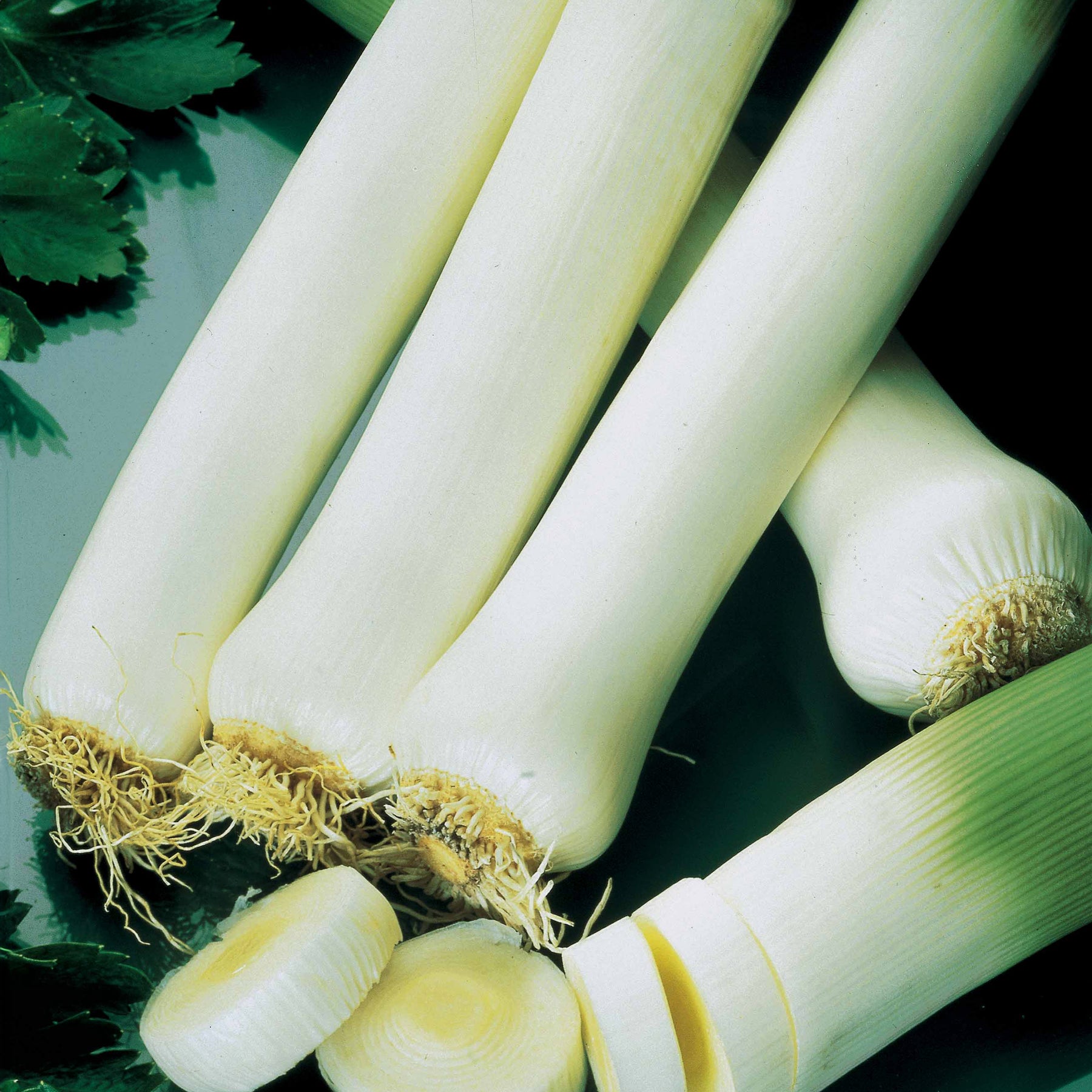 Porree 'Monstrueux de Carentan 2'