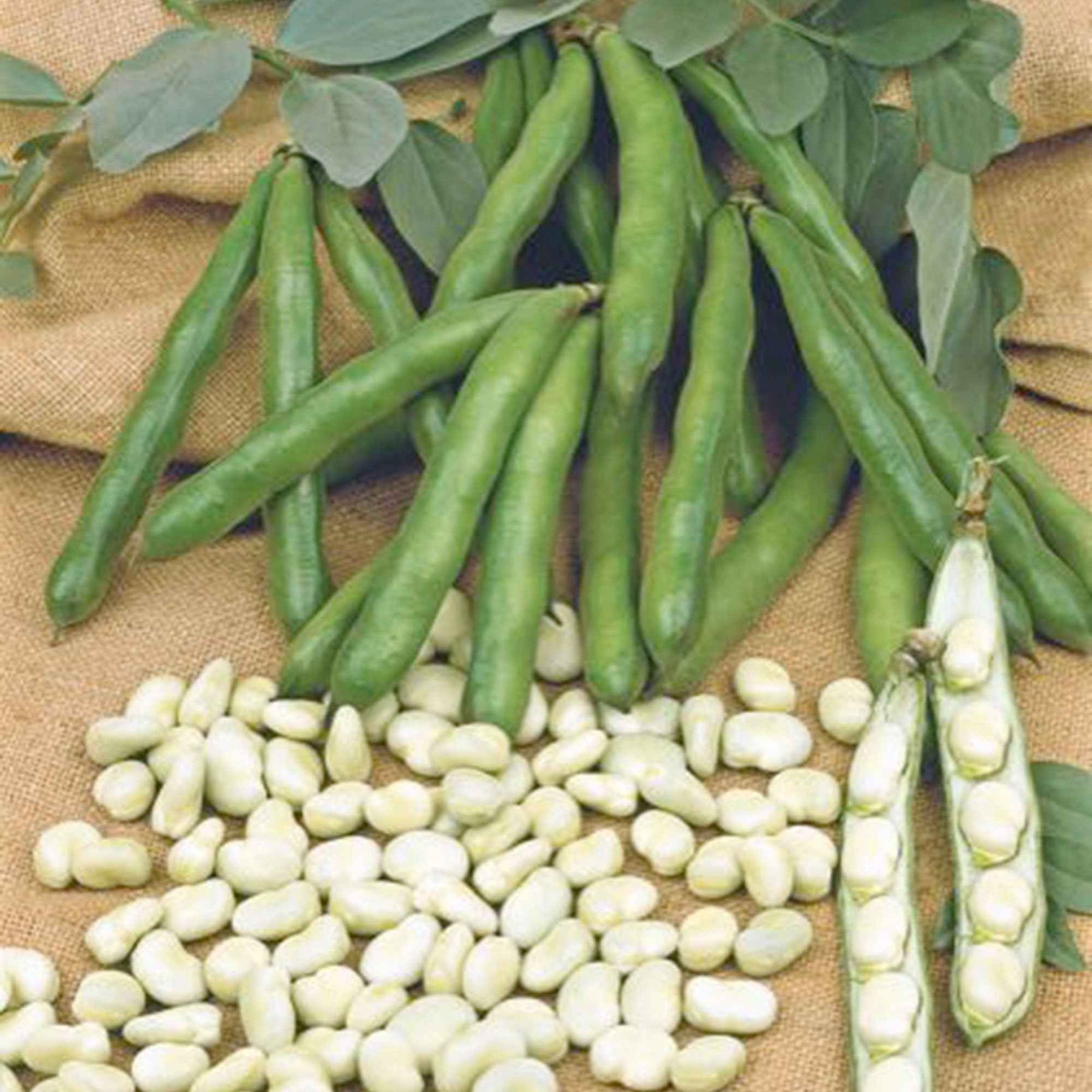 Gartenbohnen Vicia 'Witkiem' - Willemse