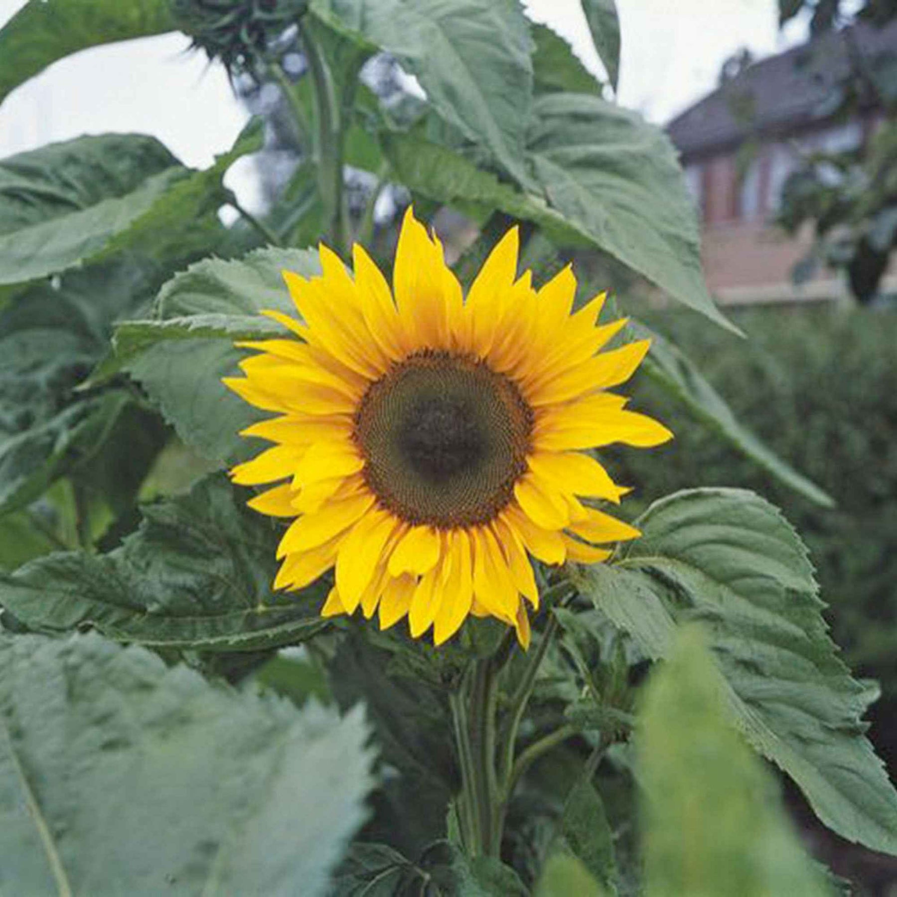 Sonnenblume 'Giganteus' - Willemse