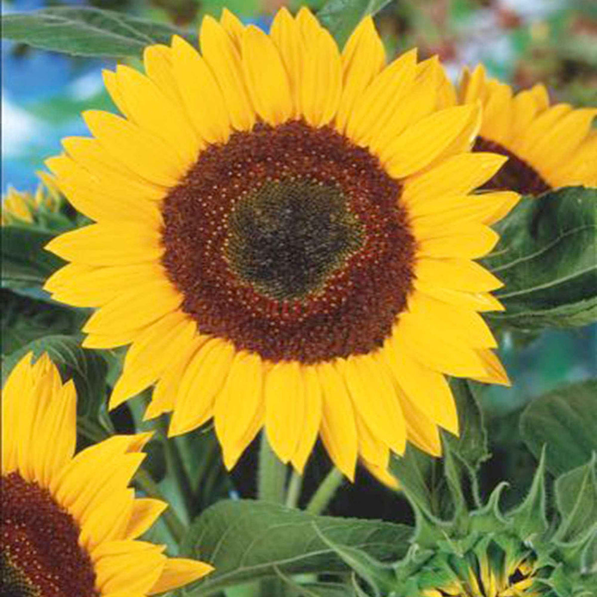 Sonnenblume 'Giganteus' - Helianthus annuus giganteus - Willemse