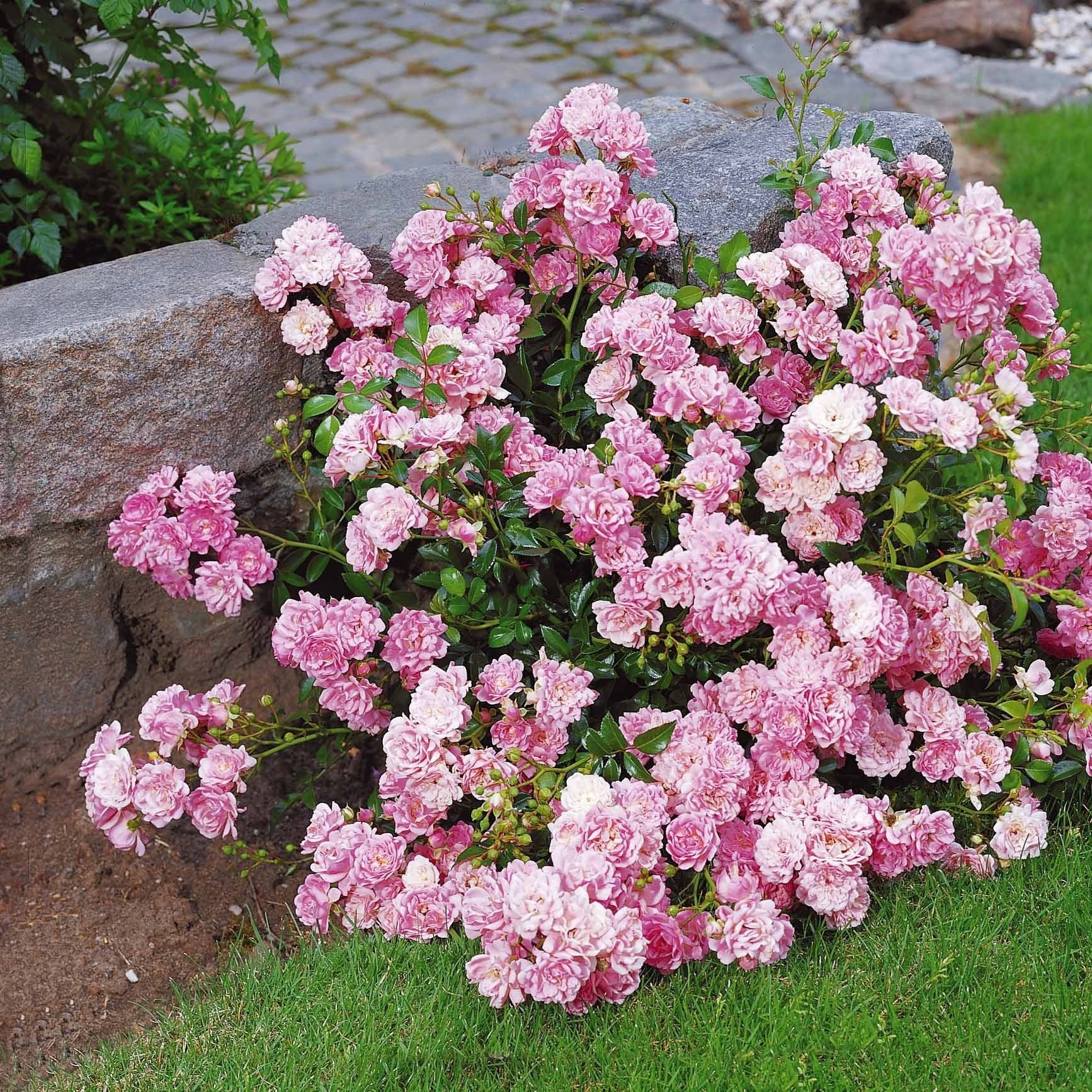 Rose Rosa 'The Fairy'® - Rosa polyantha 'the fairy'