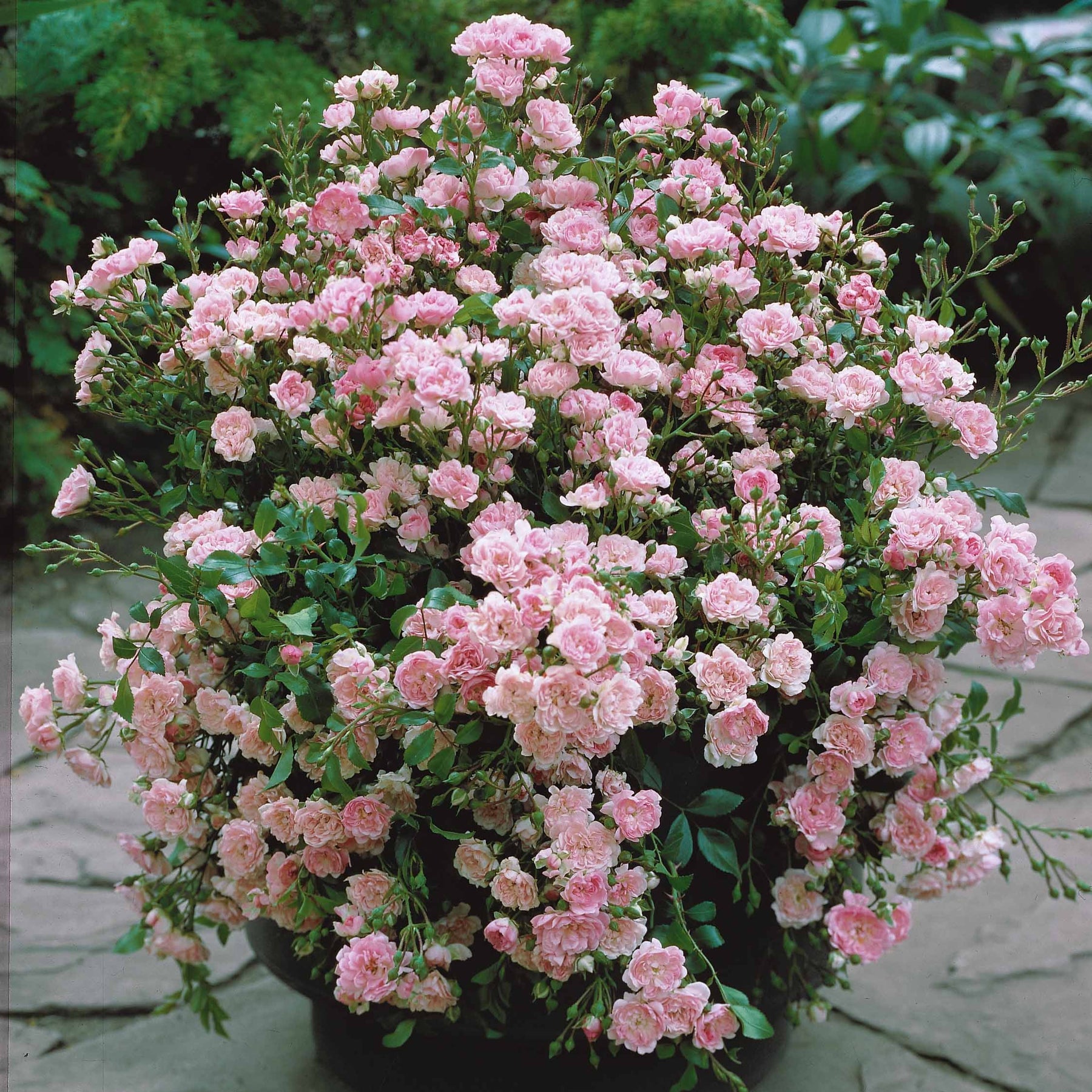 Rosa polyantha 'The Fairy' - Rose Rosa 'The Fairy'® - Bodendeckerrosen