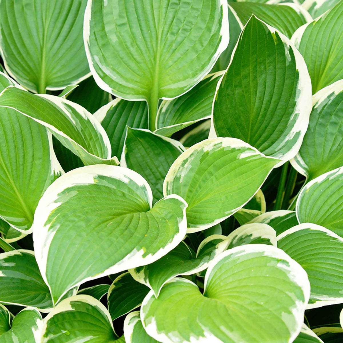 Funkie 'Patriot' - Hosta hybride patriot - Willemse