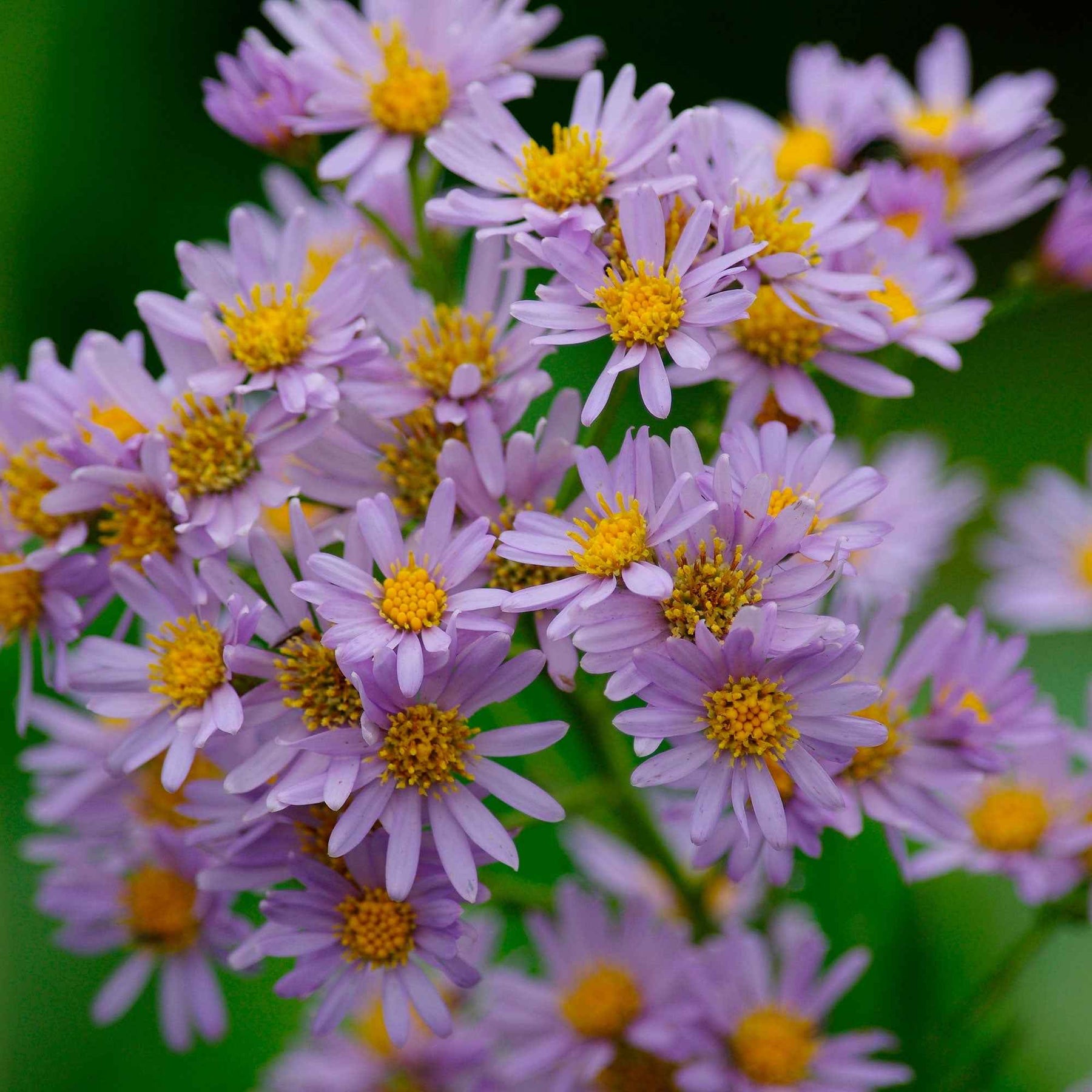 Zwergaster 'Stardust' - Aster ageratoides Stardust - Willemse