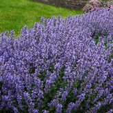 Katzenminze 'Purrsian Blue' - Nepeta purrsian blue - Willemse