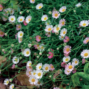 Spanisches Gänseblümchen - Erigeron karvinskianus Blutenmeer - Willemse