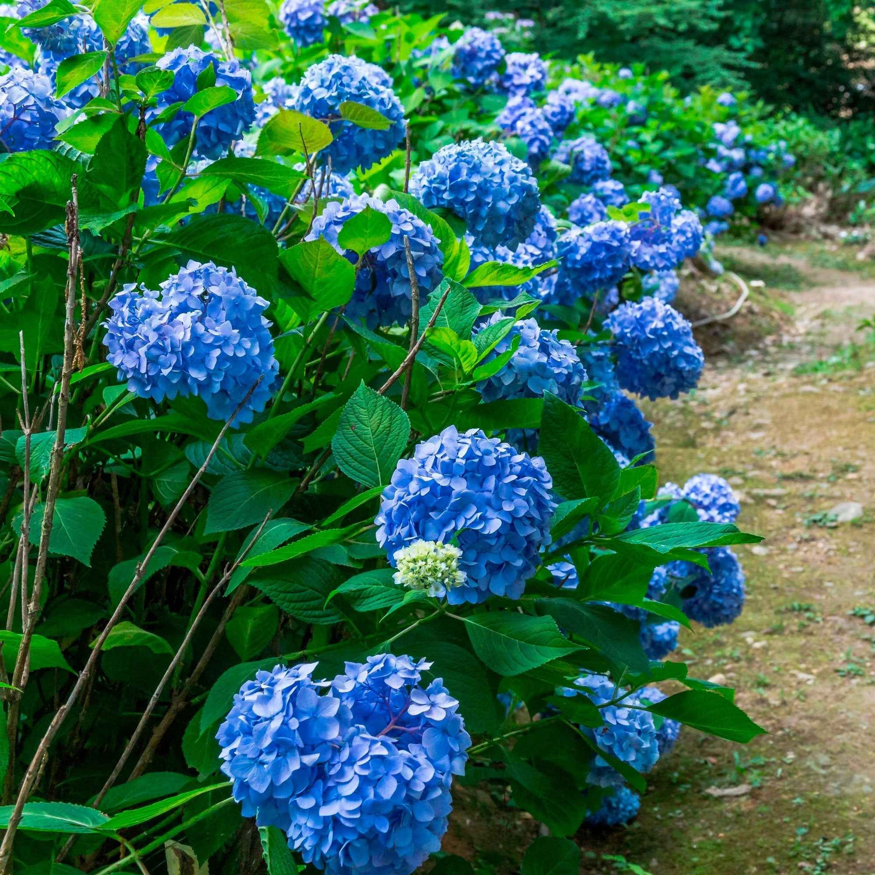 Bauernhortensie macrophylla Blau - Willemse
