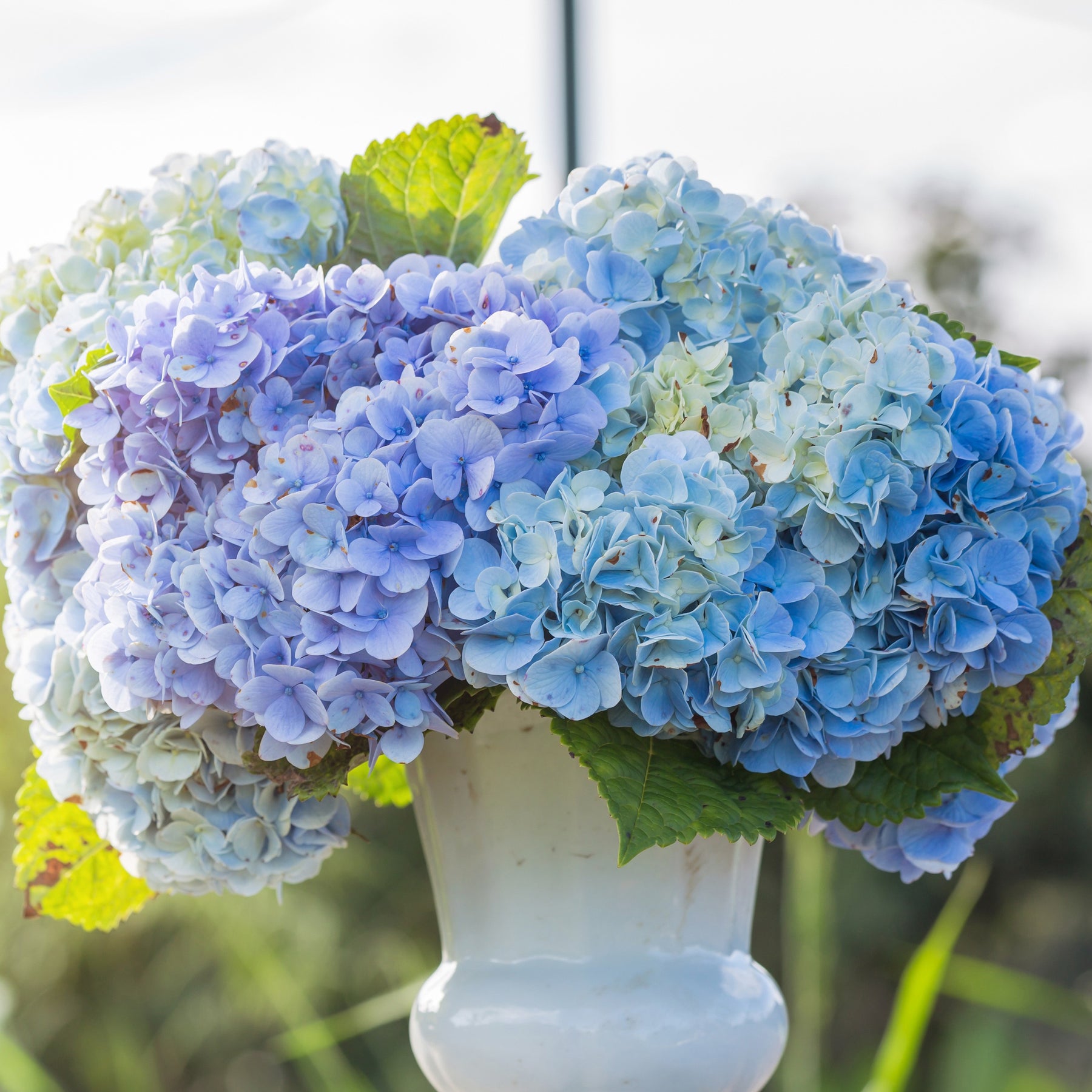Hydrangea macrophylla - Bauernhortensie macrophylla Blau - Großblättrige Hortensie