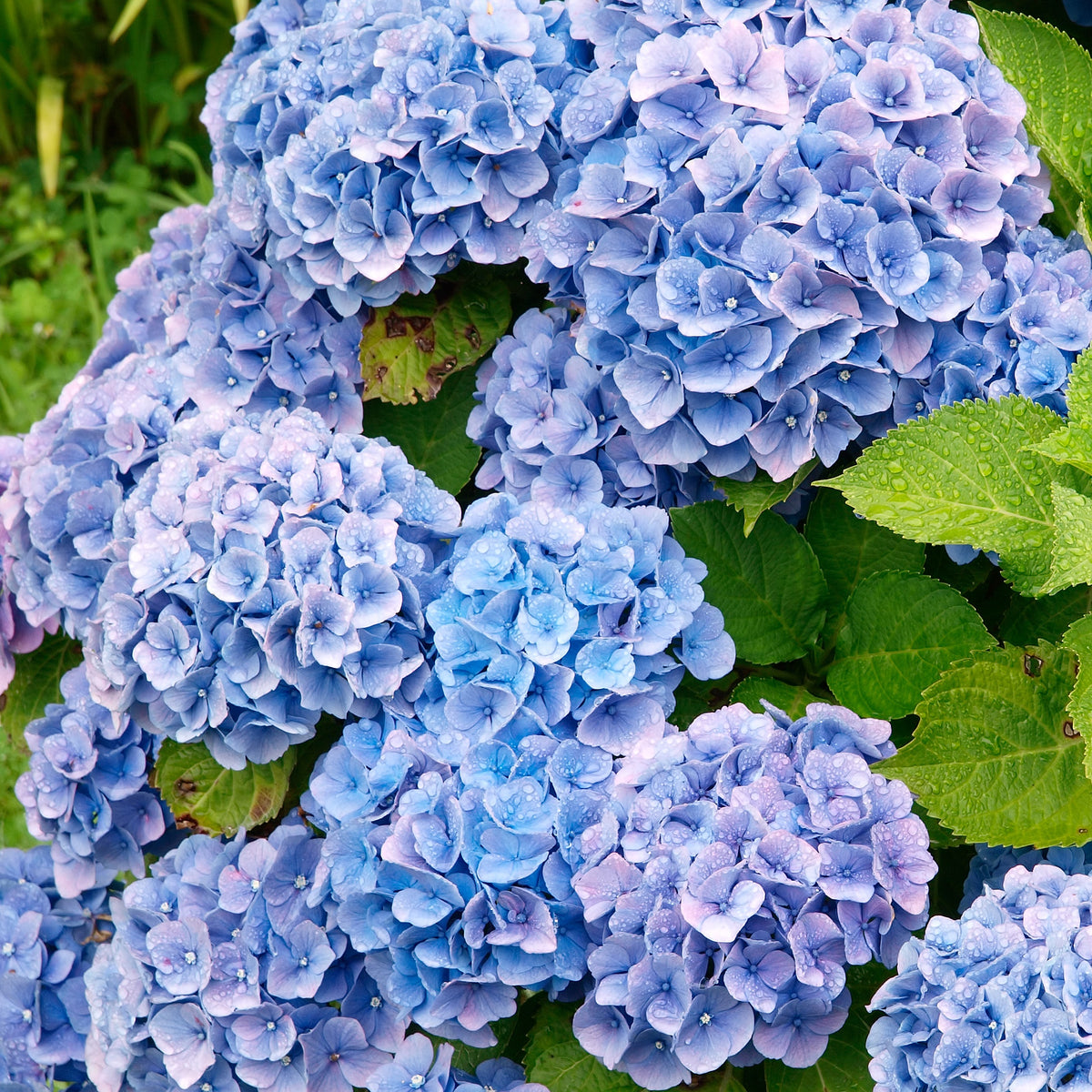 Bauernhortensie macrophylla Blau - Hydrangea macrophylla - Willemse