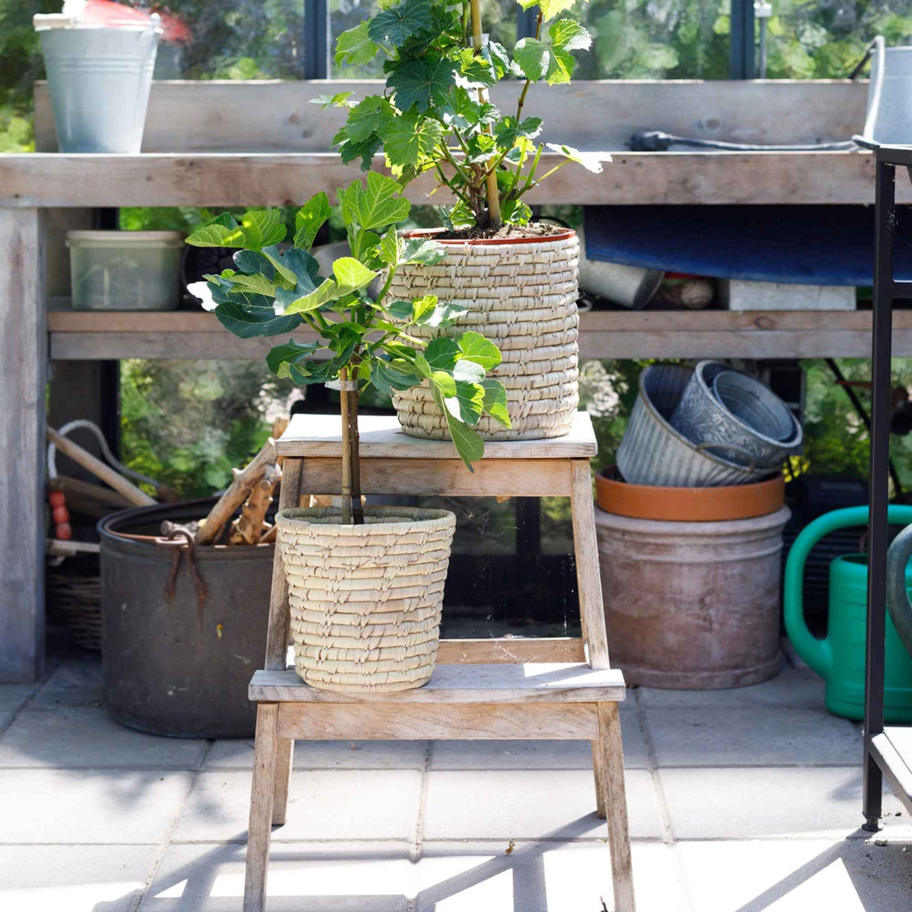 Feigenbaum 'Brown Turkey' - Willemse