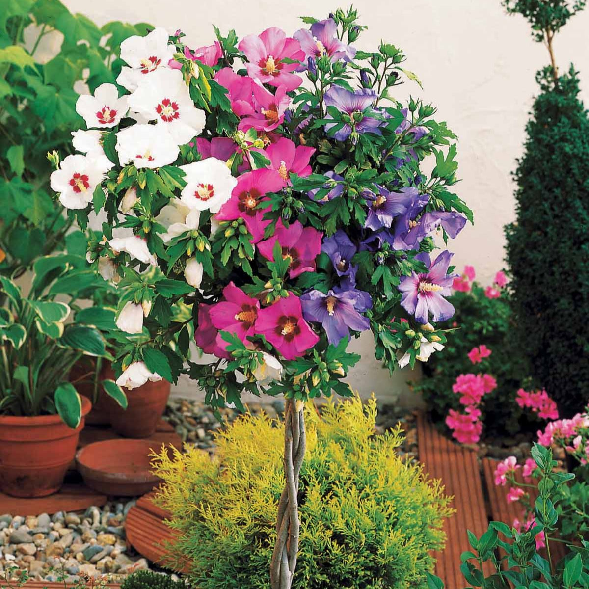 Garteneibisch 'Tricolor' - Hibiscus syriacus - Willemse